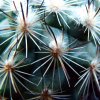 Turbinicarpus _viereckii_ Lau1159 _05